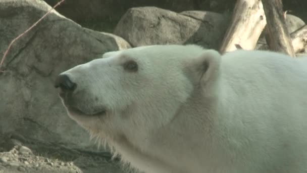 Orso Polare Vicino Dallo Zoo Dell Oregon — Video Stock