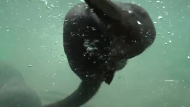 Two River Otters Playing Together Underwater — Stock Video
