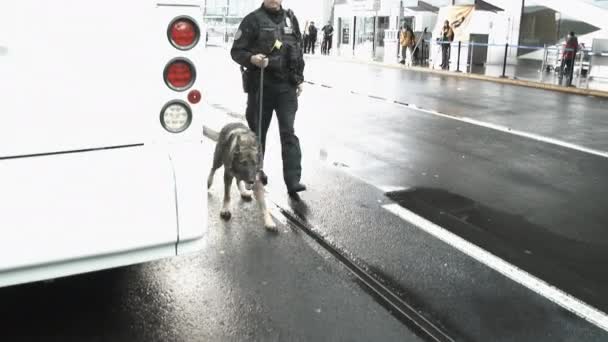Polizist Mit Hund Sucht Fahrzeugnähe Nach Sprengsätzen — Stockvideo