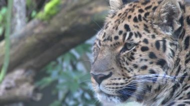 Az pişmiş, Amur leoparı..