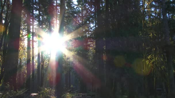 Ranní Slunce Svítí Pacifikem Severozápadní Lesní Stromy Hvězdným Filtrem Světlicemi — Stock video