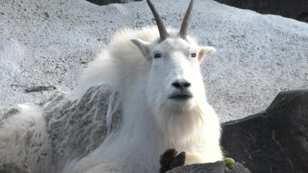 Large White Horned Mountain Goat Medium Shot — Stock Video