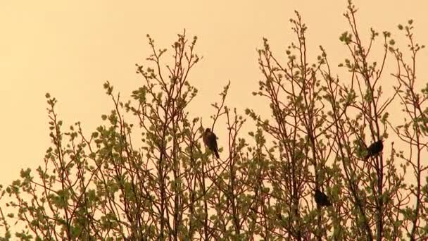 Tre Rödbruna Fåglar Högt Uppe Blommande Vårträd Vid Soluppgången — Stockvideo