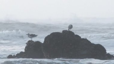 Oregon Sahili 'nde deniz yükseldikçe büyük dalgaların çarptığı okyanus kayalarından kabuklularla beslenen martılar..