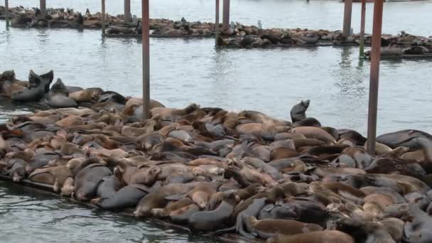 Honderden Zeehonden Vechten Ruimte Een Aanlegsteiger Astoria Oregon — Stockvideo