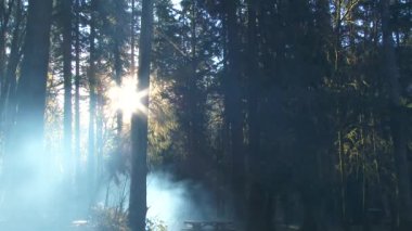 Yangından çıkan duman ormanın içinden geçiyor. Kuzeybatı Pasifik 'te, Oregon' da..