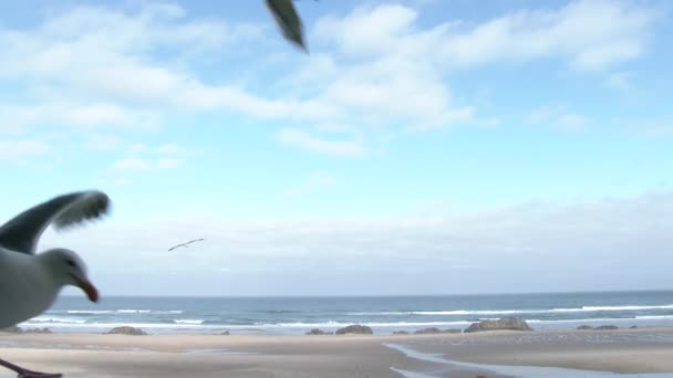 Las Gaviotas Hambrientas Acercan Para Pequeño Aperitivo Costa Oregon Lincoln — Vídeos de Stock