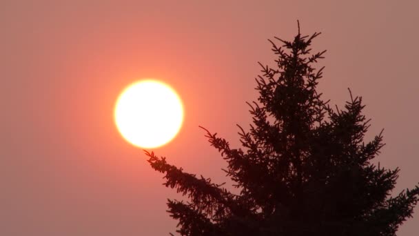 ワシントン州の森林火災の近くから太陽がかすんで空を通過するように 一本の常緑樹が静かに風に揺れる — ストック動画