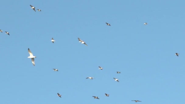 大群太平洋沿岸海鸥在蓝天里乘着海风飞翔 两种短短的剪接变化 — 图库视频影像