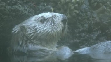 Sırtüstü uzanmış, suda yüzen Güney su samuruna yaklaş..