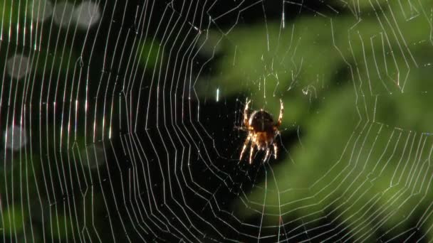 完全なウェブ上のスパイダーは ワシントンでの風の強い日に外で獲物を待っています — ストック動画