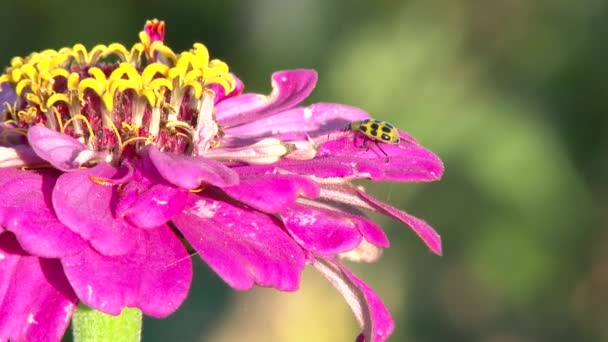 One Yellow Spotted Cucumber Beetle Close Flower — Stock Video