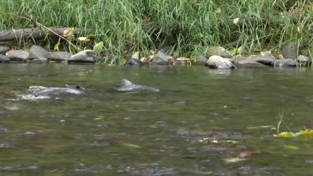 Salmão Encontrar Águas Rasas Para Desova Anual Rio Washington State — Vídeo de Stock