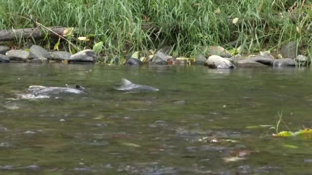 Zalm Vindt Ondiep Water Voor Jaarlijkse Paaitijd Verse Washington State — Stockvideo