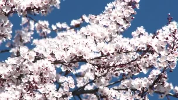 Stojak Ostrości Drzewa Kwitnące Wiosną Słoneczny Niebieski Dzień Nieba — Wideo stockowe