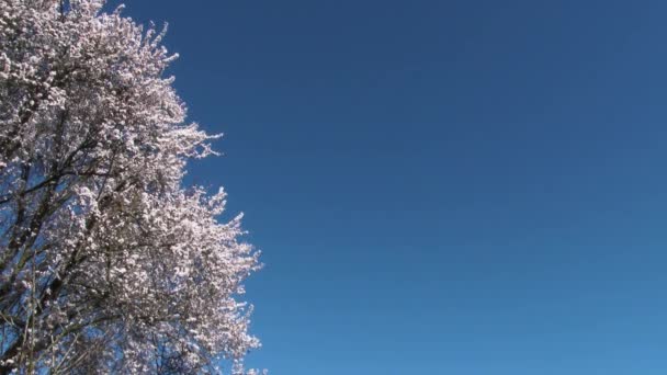 Широкий Угол Пустым Пространством Творчества Цветения Деревьев Весной Солнечный День — стоковое видео