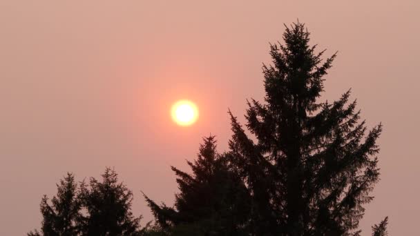 ワシントン州の森林火災の近くから太陽がかすんで空を通過するように 常緑樹は優しく風に揺れる — ストック動画