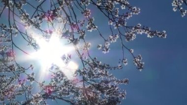 Güneşli, mavi gökyüzünde baharda açan ağaçların arasından parlayan güneş..