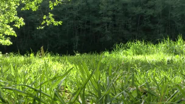Низкий Угол Вблизи Солнечного Света Теней Танцующих Траве — стоковое видео