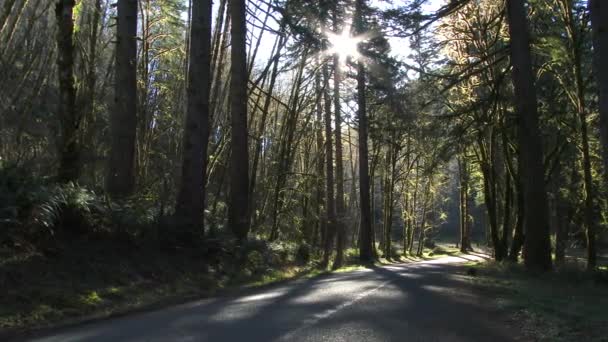 俄勒冈州太平洋西北森林的4K摄像机盘 空旷的道路绕着树木打转 — 图库视频影像