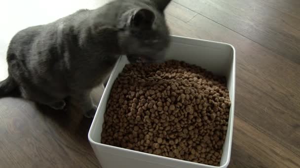 Kat Probeert Met Grote Ogen Een Volle Bak Smakelijk Kattenvoer — Stockvideo