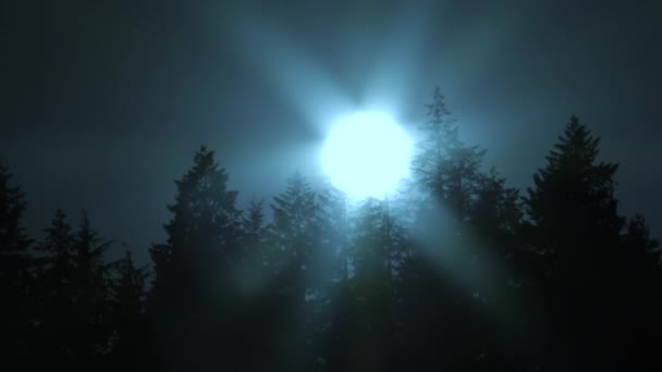 Sol Cae Detrás Árboles Altos Del Bosque Misteriosa Noche Cielo — Vídeo de stock