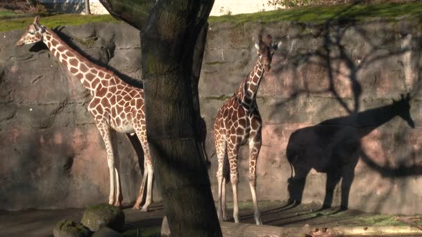 Два Жирафа Снаружи Орегонском Зоопарке — стоковое видео