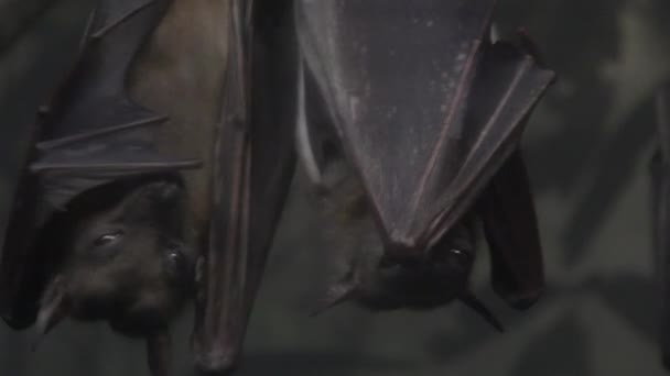 Due Pipistrelli Egiziani Frutta Appesi Testa Giù — Video Stock