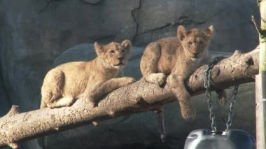 Oregon Hayvanat Bahçesi 'nde ağaçta dinlenen iki yavru aslan..