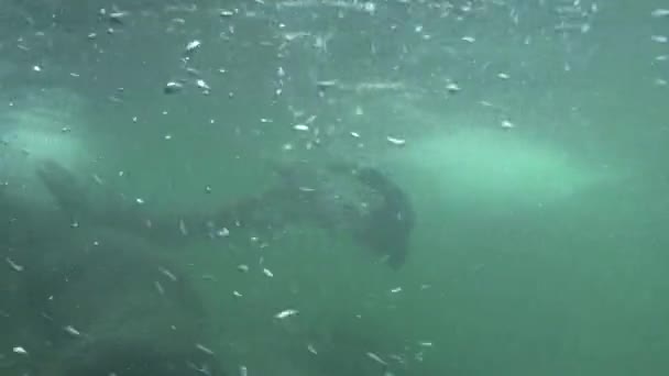 Two River Otters Playing Together Underwater — Stock Video