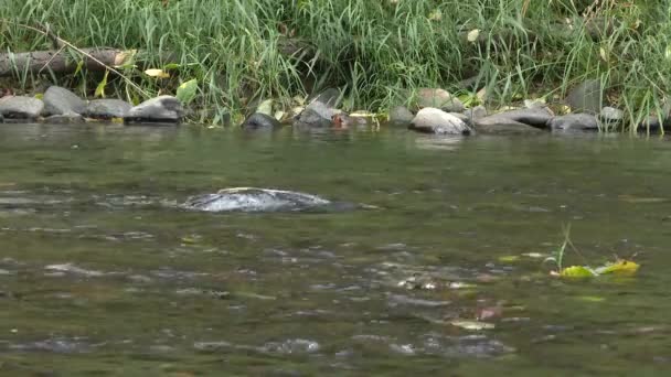 Een Paar Zalmen Ondiep Rivierwater Paaien — Stockvideo