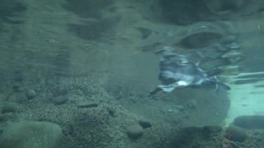 Penguenler su altında kamerayla yüzüyorlar.