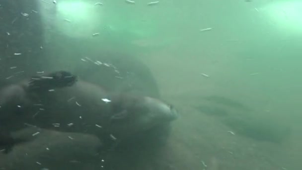 Onderwater Clip Van Nieuwsgierige Otter Zwemmen Rond Cirkels Speels Voor — Stockvideo