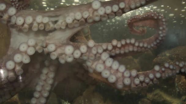大型太平洋章鱼在海滨水族馆伸展触角 — 图库视频影像