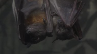 Geceleri baş aşağı sallanan bir grup meyve yarasası..