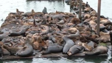 Vahşi deniz aslanları Astoria, Oregon 'daki tekne rıhtımında toplanıyor..
