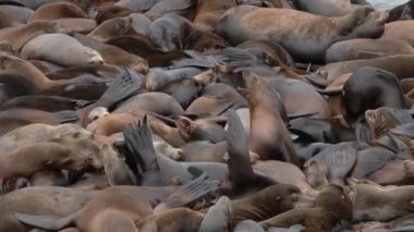 Kalabalık bir deniz aslanı sürüsü Astoria, Oregon 'da kestirmek için savaşıyor..