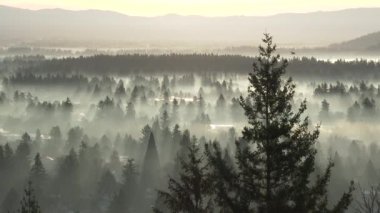 Sabahın erken saatlerinde Portland, Oregon 'daki ağaçlar ve ağaçların tepesinden kalkan kuşlarla birlikte sis var..