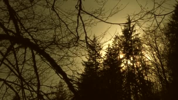 Arbres Hiver Soufflant Dans Vent Avec Coucher Soleil Derrière Persistant — Video