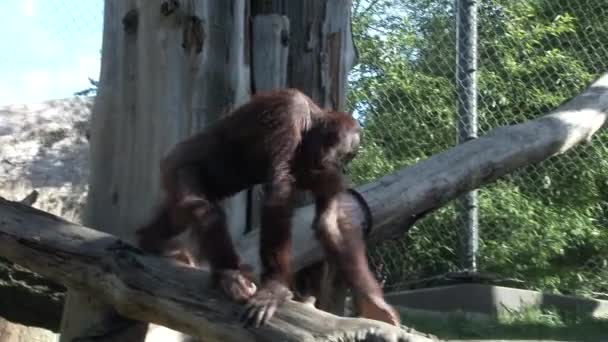 年轻的猩猩在俄勒冈州动物园的户外游乐场里散步 — 图库视频影像