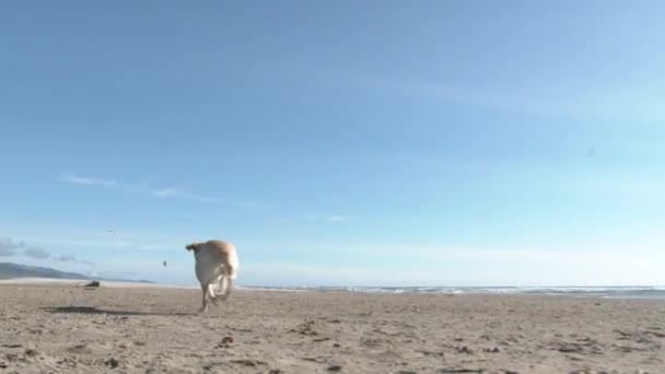 Happy Yellow Labrador Fetching Ball Sandy Beach Oregon Coast — Stock Video