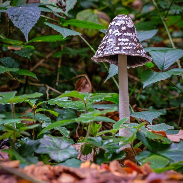 Beautiful poisonous Coprinopsis Picacea, Magpie fungus mushroom. — Stock Photo, Image