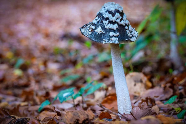 สวยงามเป็นพิษ Coprinopsis Picacea, เห็ดเชื้อรา Magpie . — ภาพถ่ายสต็อก