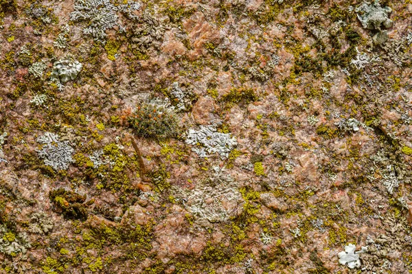Лишайник и мхов текстура фон на скале — стоковое фото
