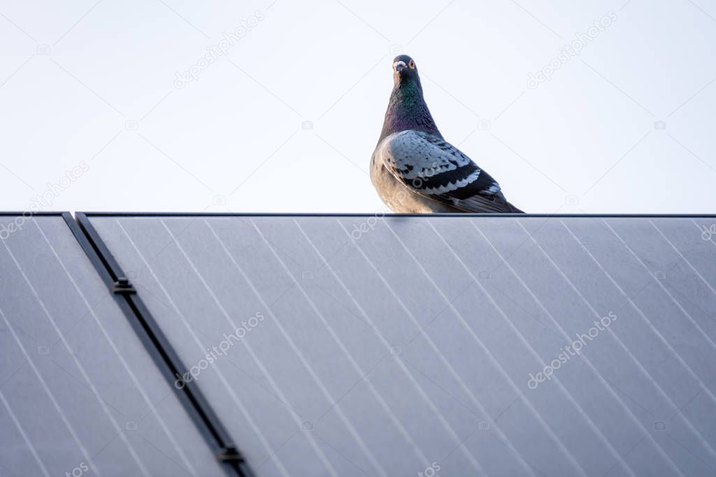 Racing pigeon, just back from a long flight, rests on a solar panel on the roof of a house