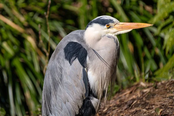 Portretul unui mare heron albastru, cu un fundal bokeh verde — Fotografie, imagine de stoc