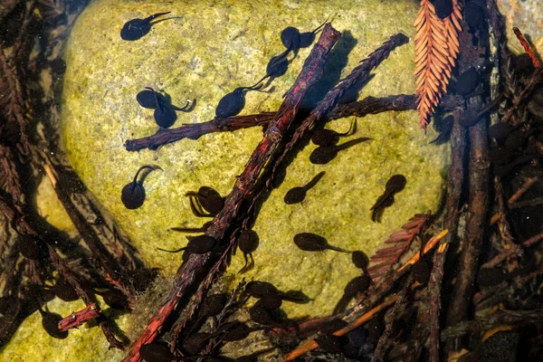 Многие головастики плавают в мелководном пресном пруду — стоковое фото