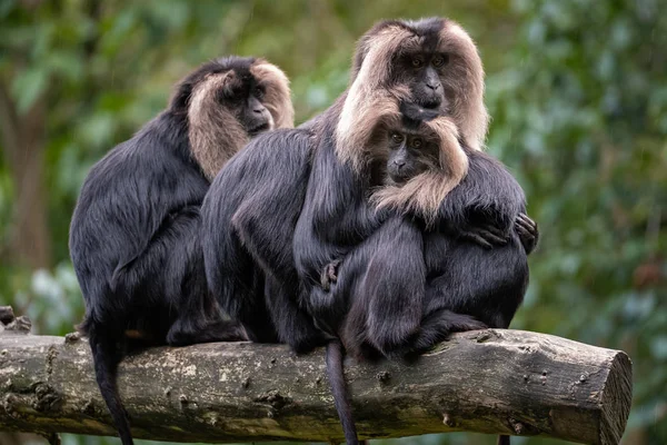 Lion-tailed Macaque family is sitting on an old tree trunk in the rain