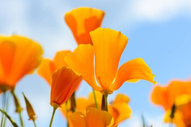 Kaliforniya gelincikleri parlak mavi gökyüzüne karşı