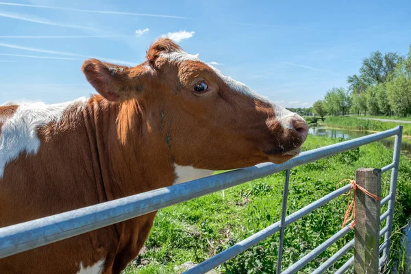 Curious cow in front of a fence in a meadow — 스톡 사진